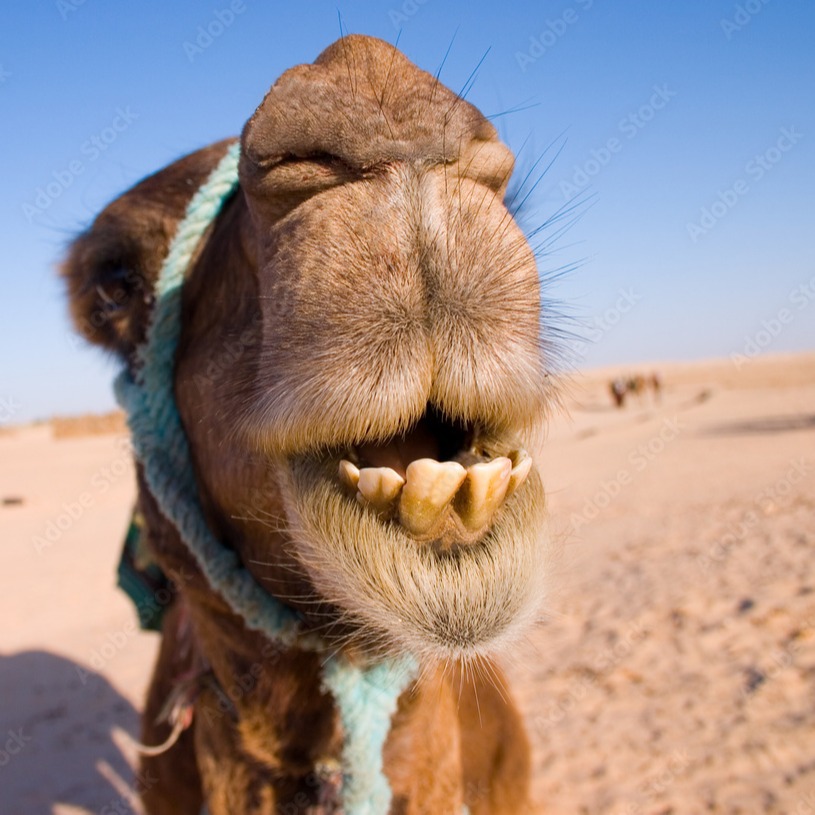 Zahnarzt Nümbrecht - Kamele in Behandlung :-)